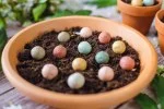Blossombs Semienková bomba - Darčeková dekorácia