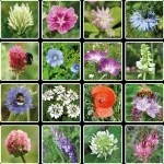 Blossombs Semienková bomba - Darčeková dekorácia