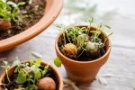 Blossombs Semienková bomba - Darčeková dekorácia