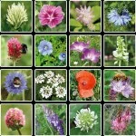 Blossombs Semienková bomba - Darčeková dekorácia 