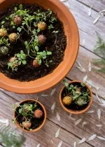 Blossombs Semienková bomba - Darčeková dekorácia