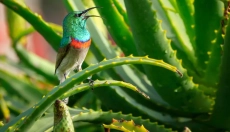 Ako využiť aloe vera vo vašej každodennej starostlivosti