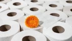 Bambusový toaletný papier mení prístup k hygiene