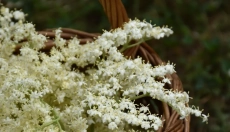 Zdravotné benefity bazového likéru a jeho príprava