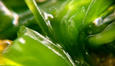 Chlorofyl pomáha detoxikovať a regenerovať telo