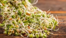 Zistite, ako klíčky zlepšujú zdravie a vitalitu