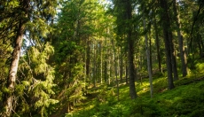 Ružový šum prináša pokojnejšiu myseľ a hlbší spánok