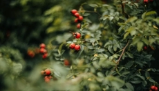 Šípkový olej vám pomôže s upokojením pokožky, hydratáciou aj hojením jaziev